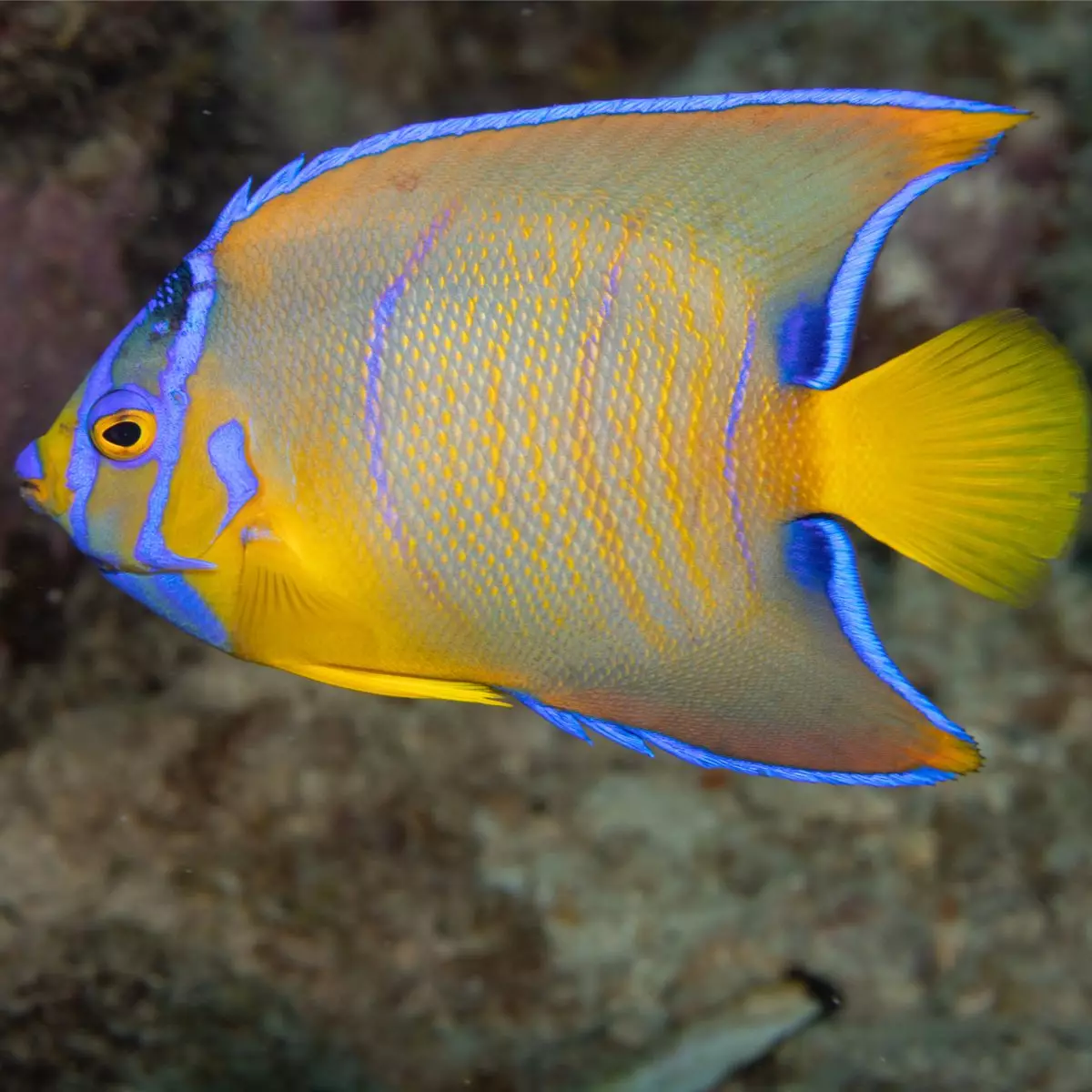 Queen Angelfish - Fish and Coral Store