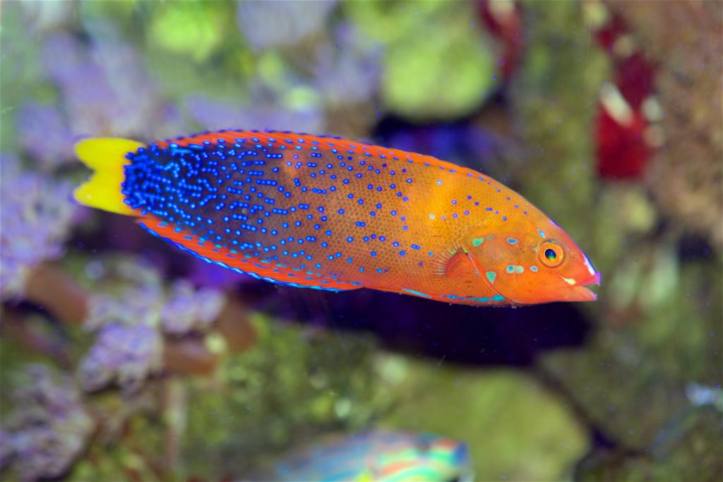 Red Coris Wrasse - Fish and Coral Store