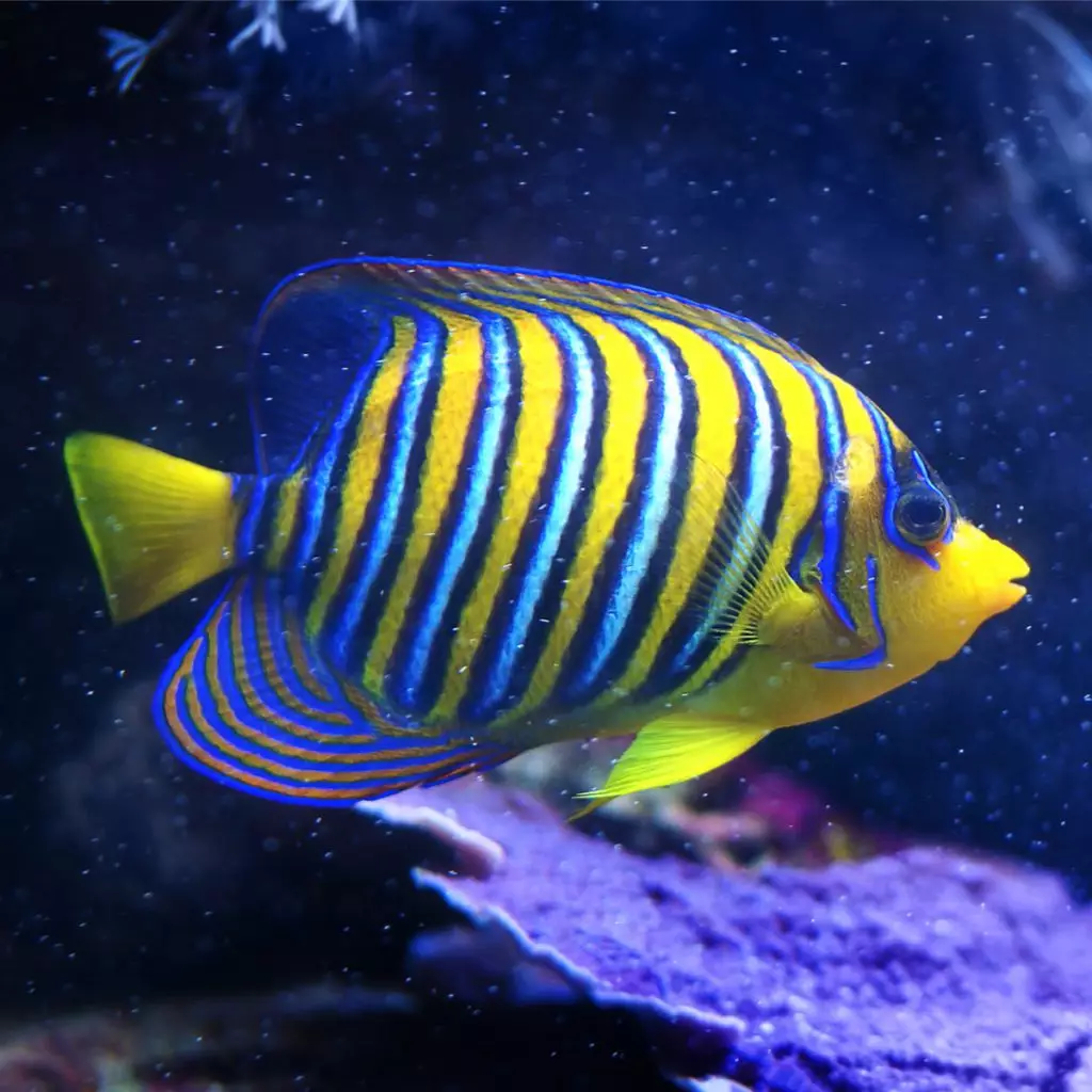 Regal Angelfish EXPERT ONLY - Fish and Coral Store