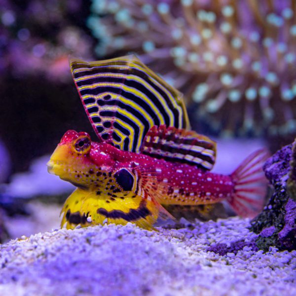 Ruby Red Dragonet - Fish and Coral Store