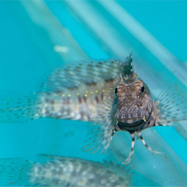 Lawnmower Blenny - Fish and Coral Store