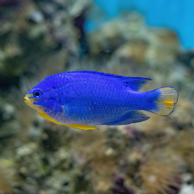 Damselfish Archives - Fish and Coral Store