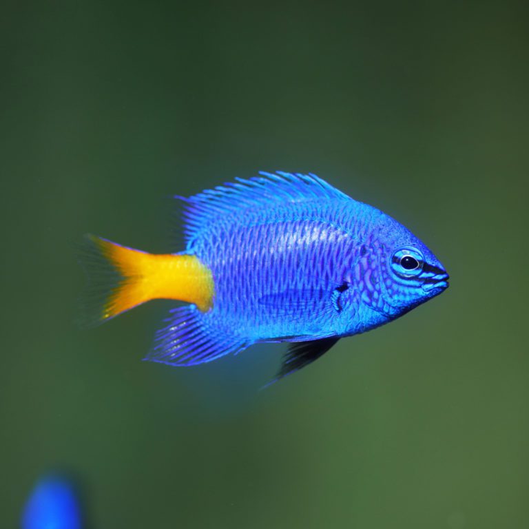 Damselfish Archives - Fish and Coral Store