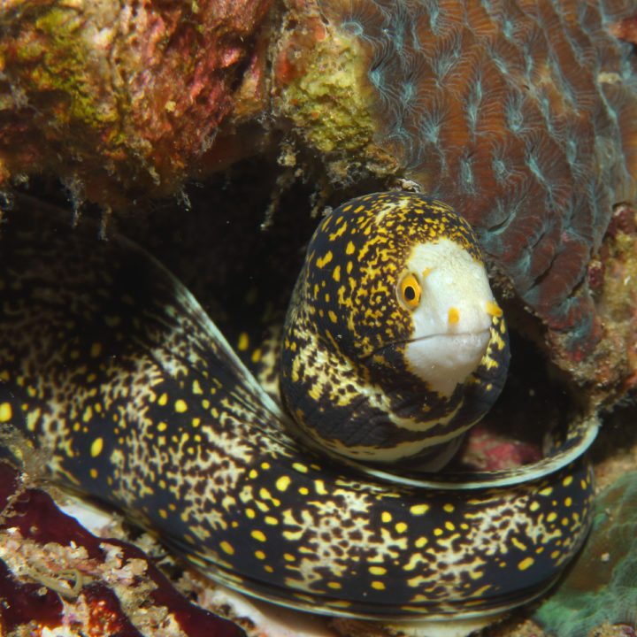 Snowflake Eel - Fish and Coral Store
