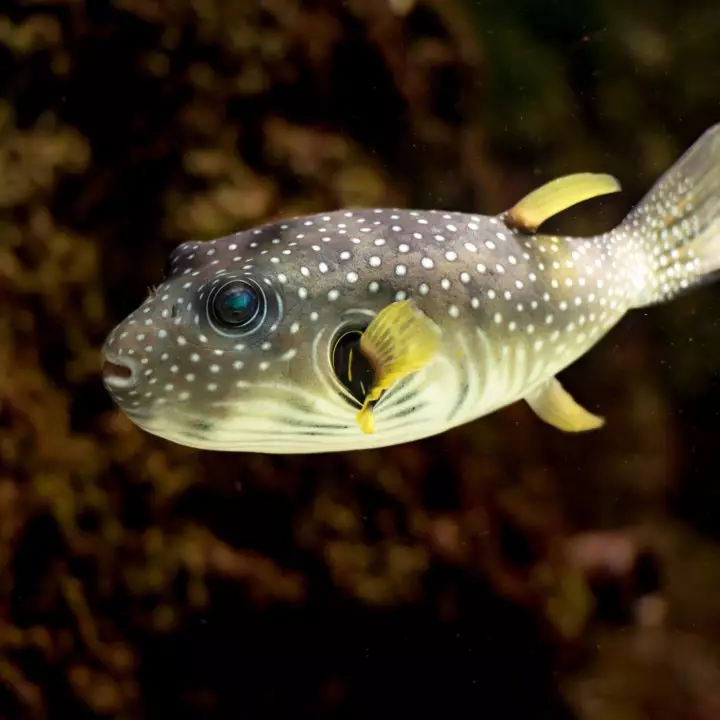 Mimic Saddle Puffer - Fish and Coral Store