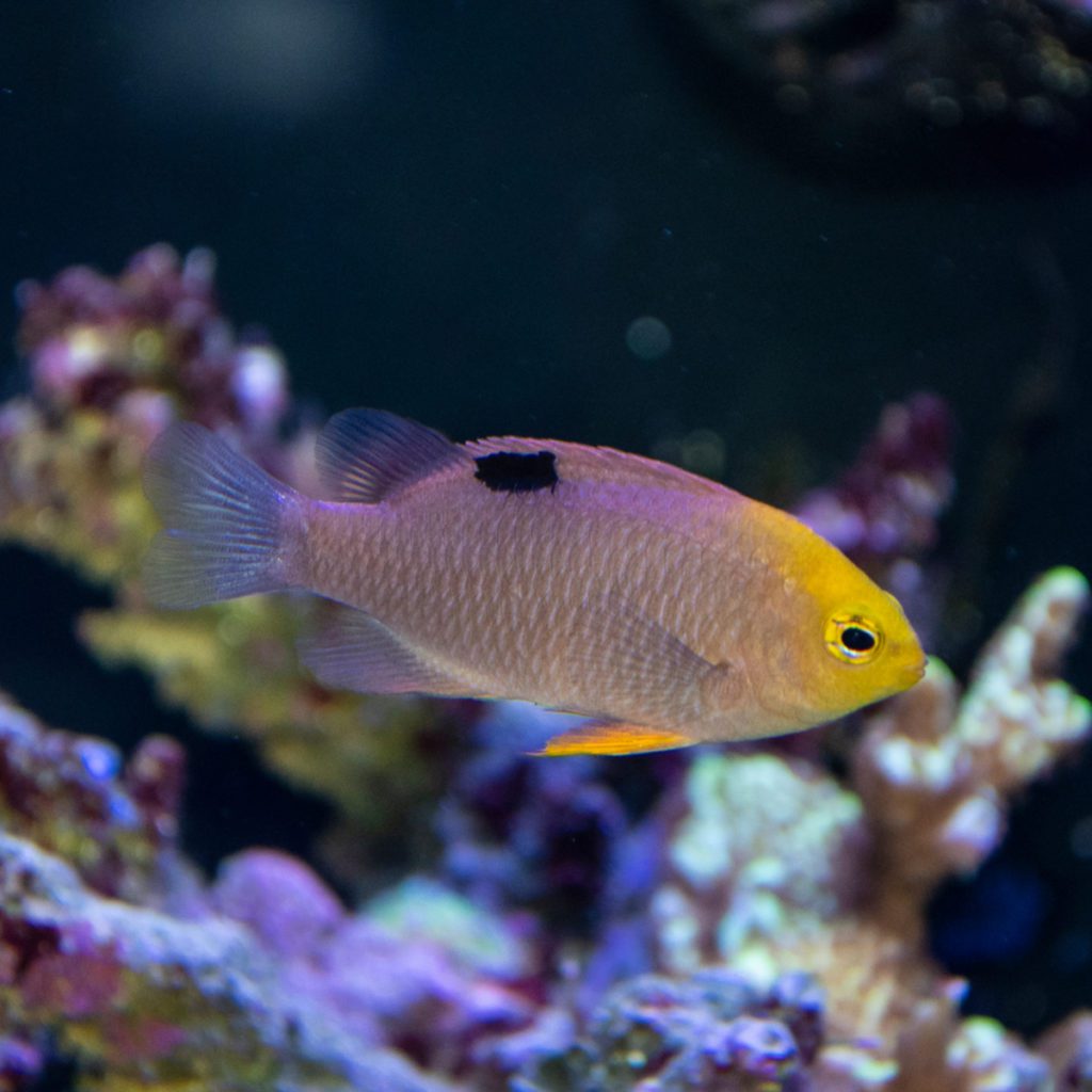 Pink Smith Damselfish - Fish and Coral Store