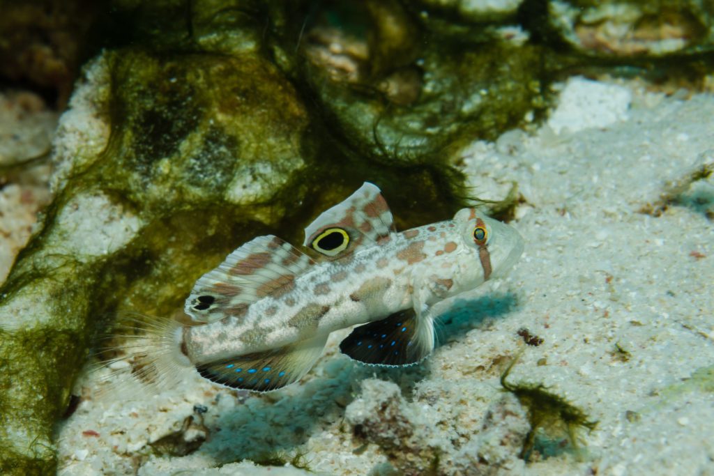 Widebarred Shrimp Goby Fish and Coral Store