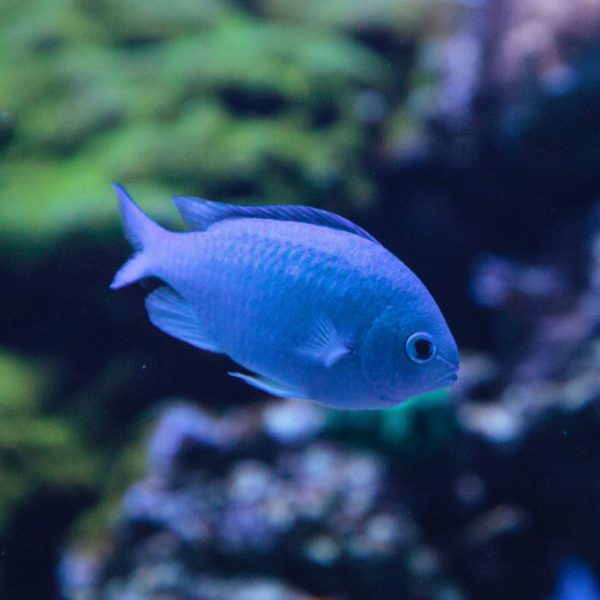 Black Bar Chromis - Fish and Coral Store