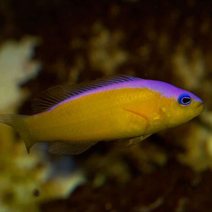 Bicolor Dottyback - Fish and Coral Store