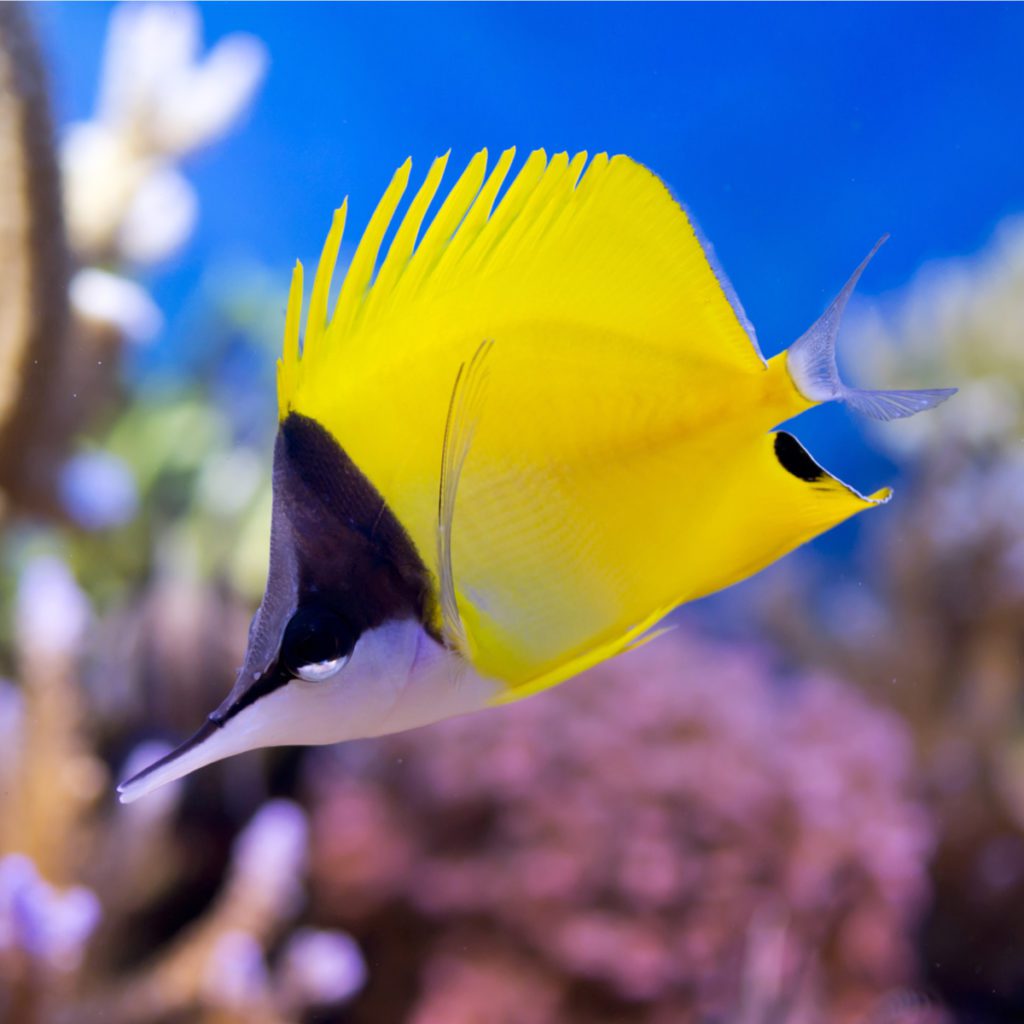 Yellow Longnose Butterflyfish - Fish and Coral Store