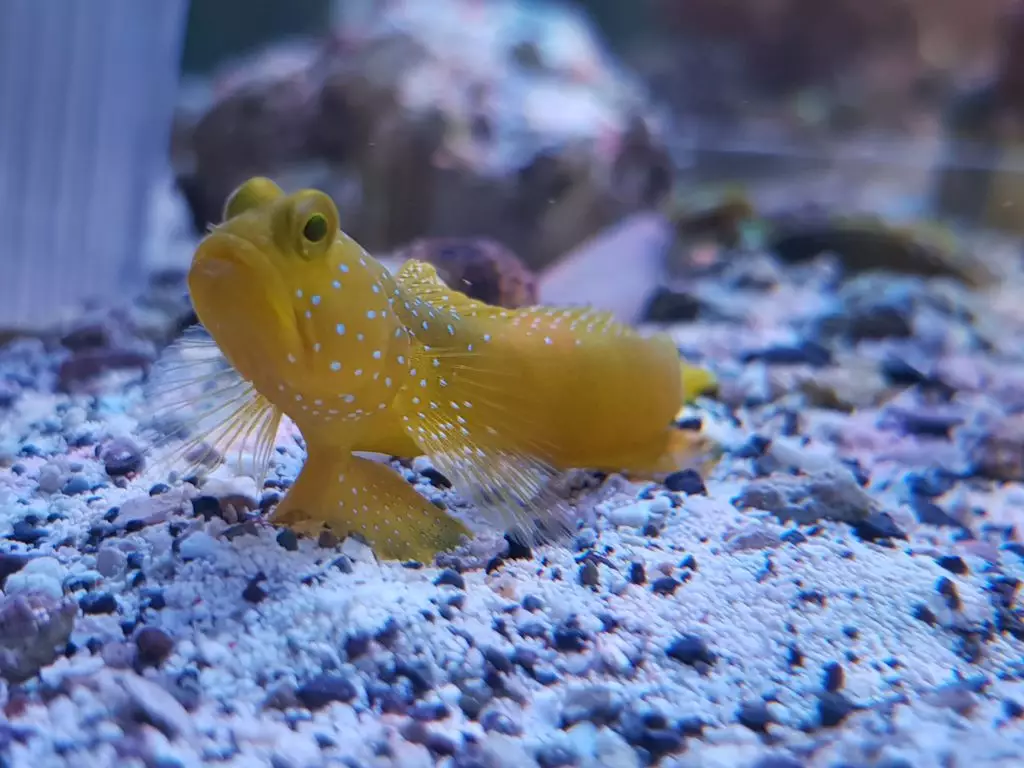 Engineer Goby - Fish and Coral Store