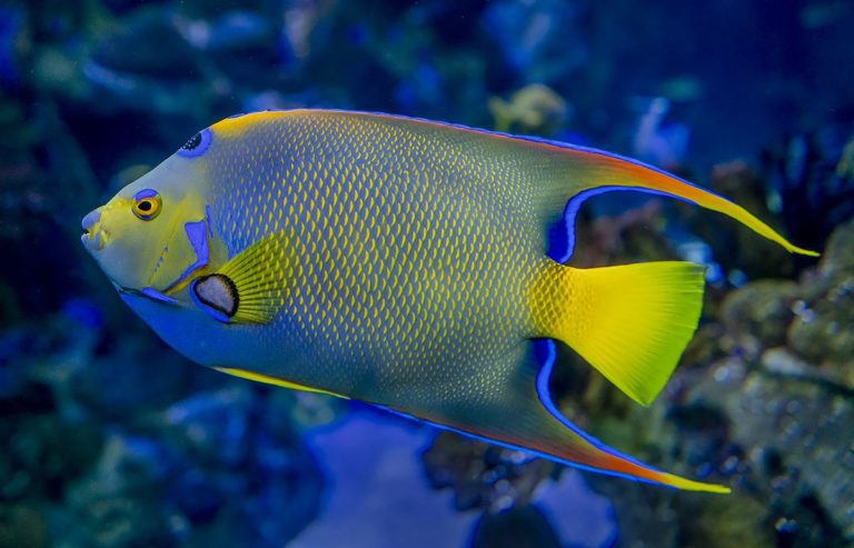 Yellowfin Angelfish - Fish and Coral Store