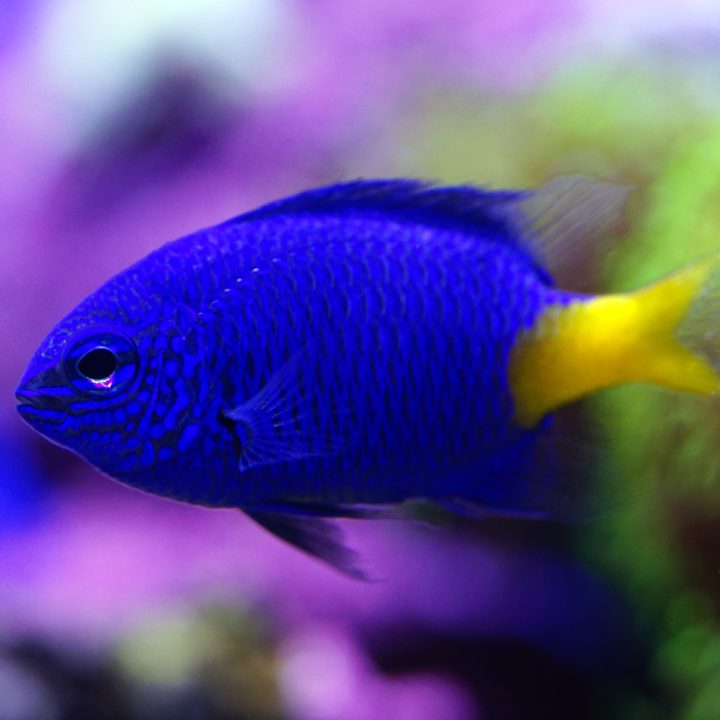 Damselfish Archives - Fish and Coral Store