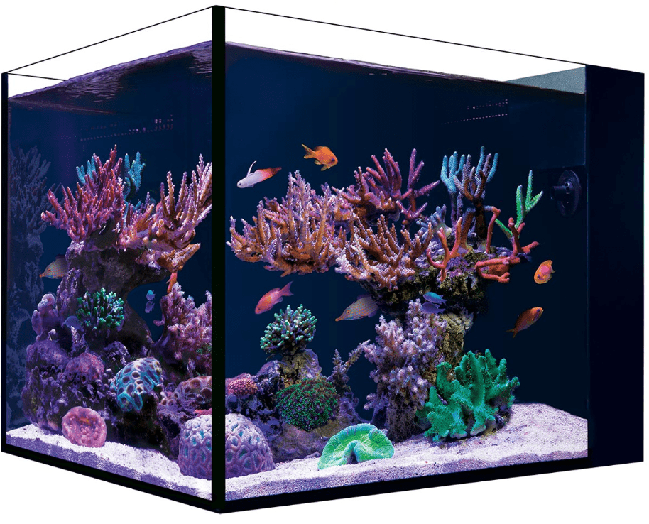 Red Sea Desktop Cube Peninsula Tank featuring a sleek, rimless design with 360-degree views and built-in filtration system.