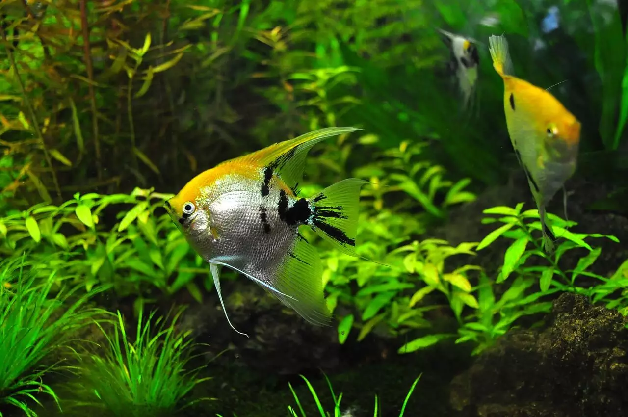 Inside of saltwater fish tank with two tropical fish