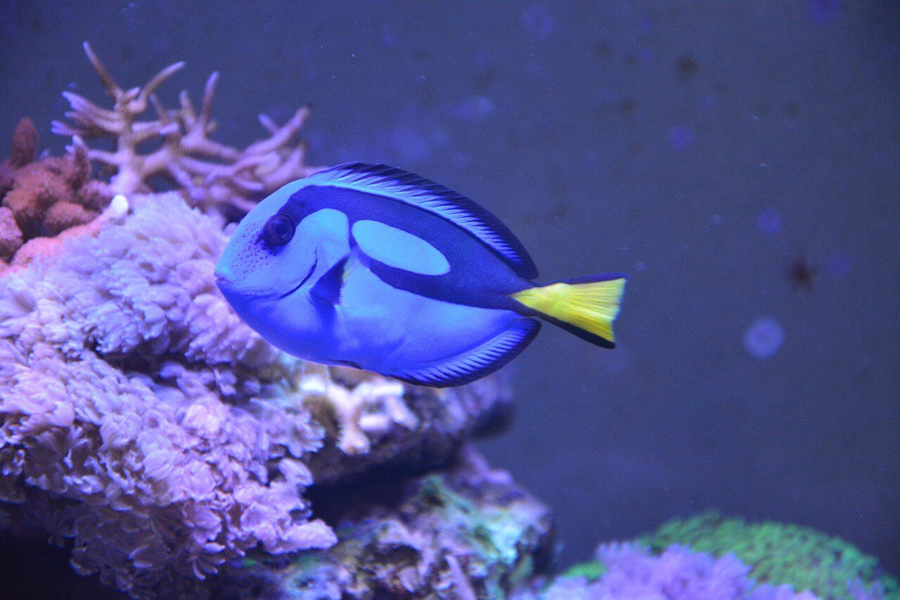 Blue tang fish in an aquarium