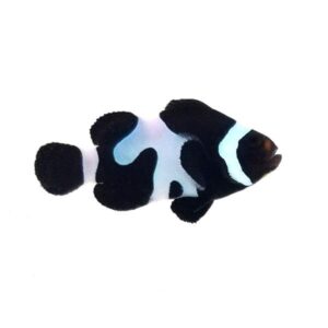 Sustainable Aquatics Black DaVinci M Clownfish