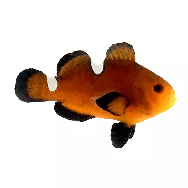 Sustainable Aquatics Nearly Naked Orange L Clownfish