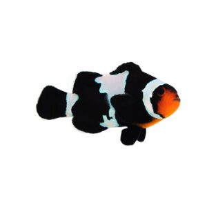 Sustainable Aquatics Blacker Ice M Clownfish