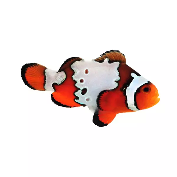 Sustainable Aquatics Fancy Snowflake - Special S Clownfish
