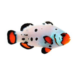 Sustainable Aquatics Frostbite - Frozen S Clownfish