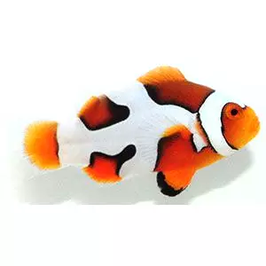 Sustainable Aquatics Picasso S Clownfish