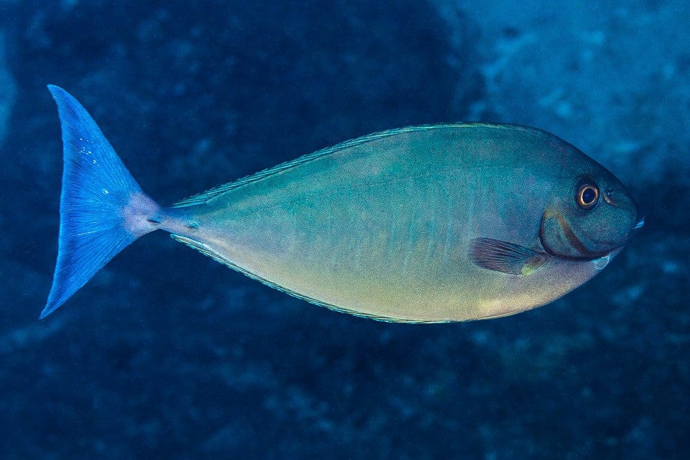 Tang: Blue Tail Naso