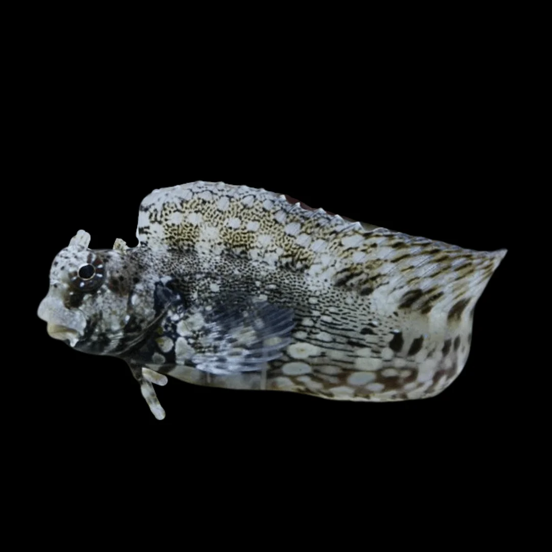 Blenny: Lawnmower