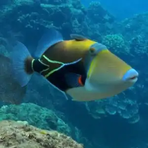 Rectangulus Trigger - Rhinecanthus rectangulus