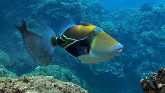 Rectangulus Trigger - Rhinecanthus rectangulus