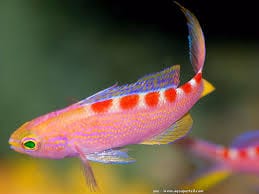 Anthias: Flavoguttatus