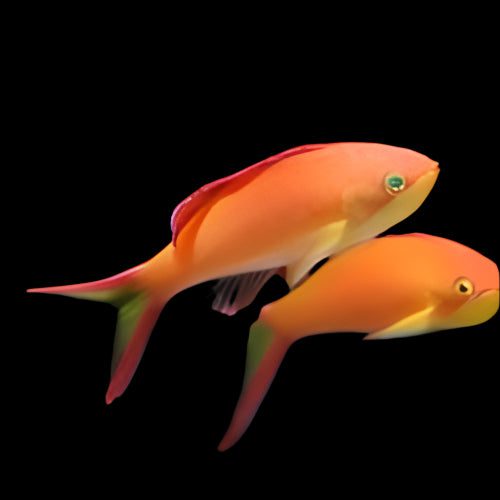 Anthias: Ignitus; Female