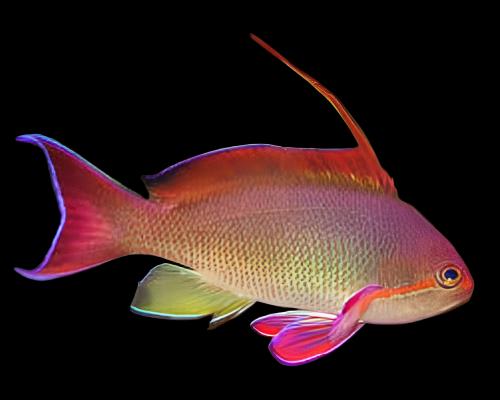 Anthias: Or. (Blue Eye); M; Afr