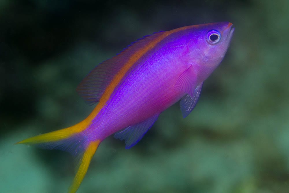 Anthias: Purple Queen Female