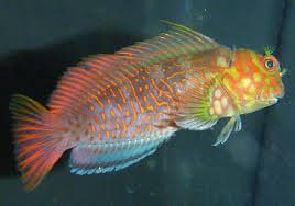 Blenny: Ember Super Male; Fiji