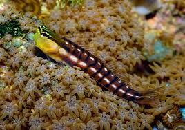 Blenny: Golden Tiger