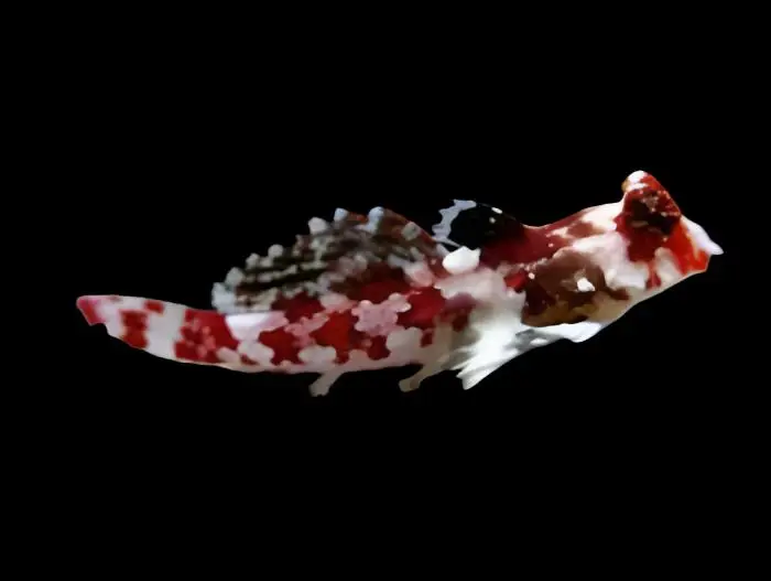 Red Scooter Blenny; I.O. - Synchiropus stellatus
