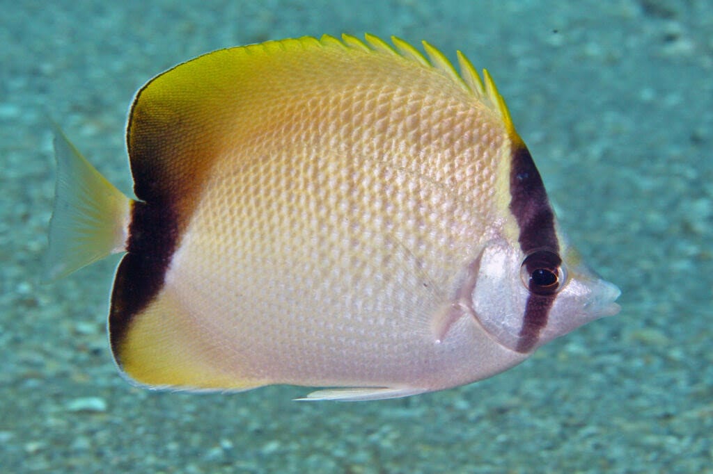 Butterfly: Reef  Atl