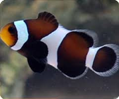 Clown: Ocellaris; Blk&Wht; C.B.
