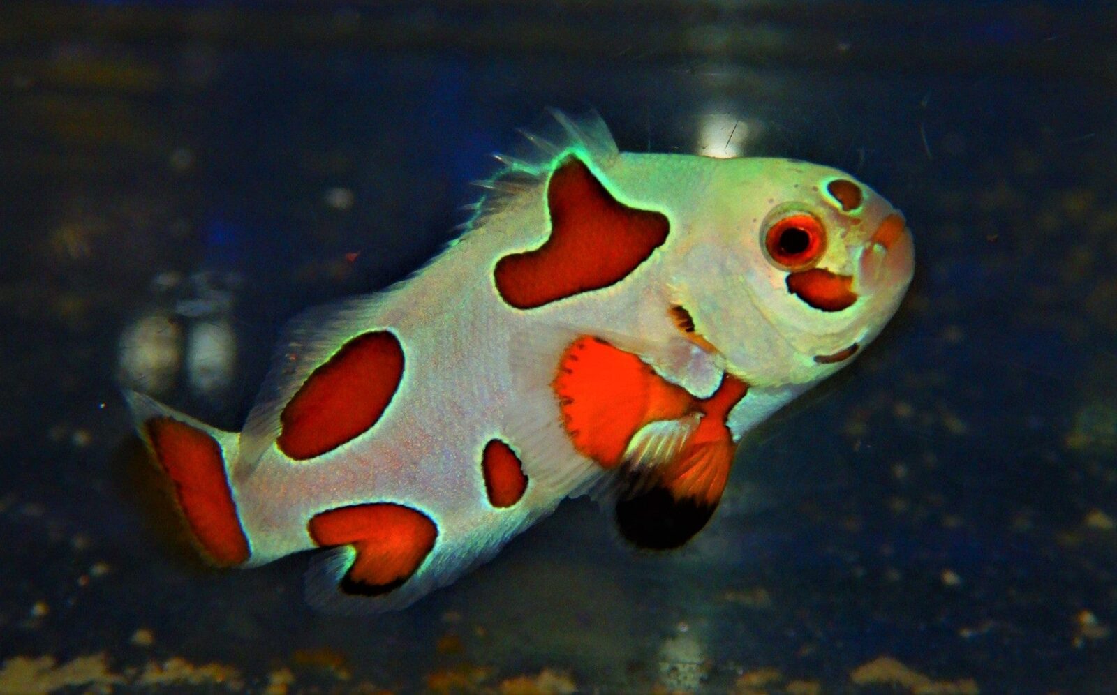 Clown: Orange Storm Ocell  Super