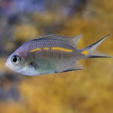 Damsel: Orange Line Chromis