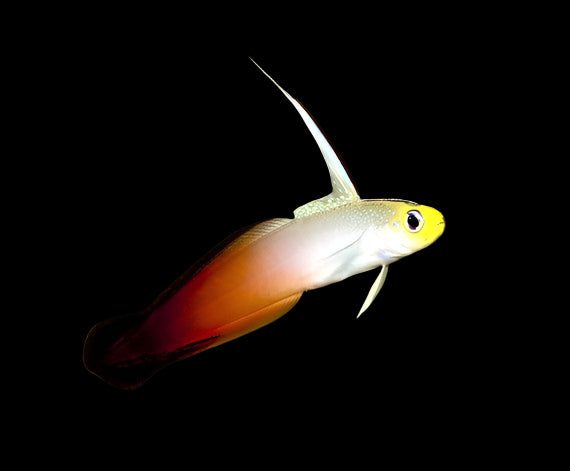 Goby: Firefish