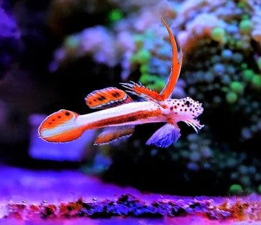 Goby: Flaming Prawn