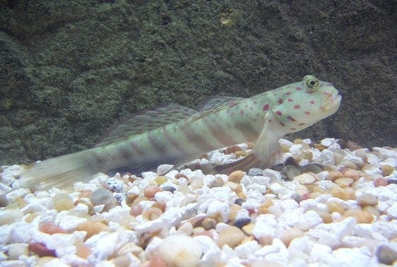 Goby: Watchman  (Pink/Blue Spot)