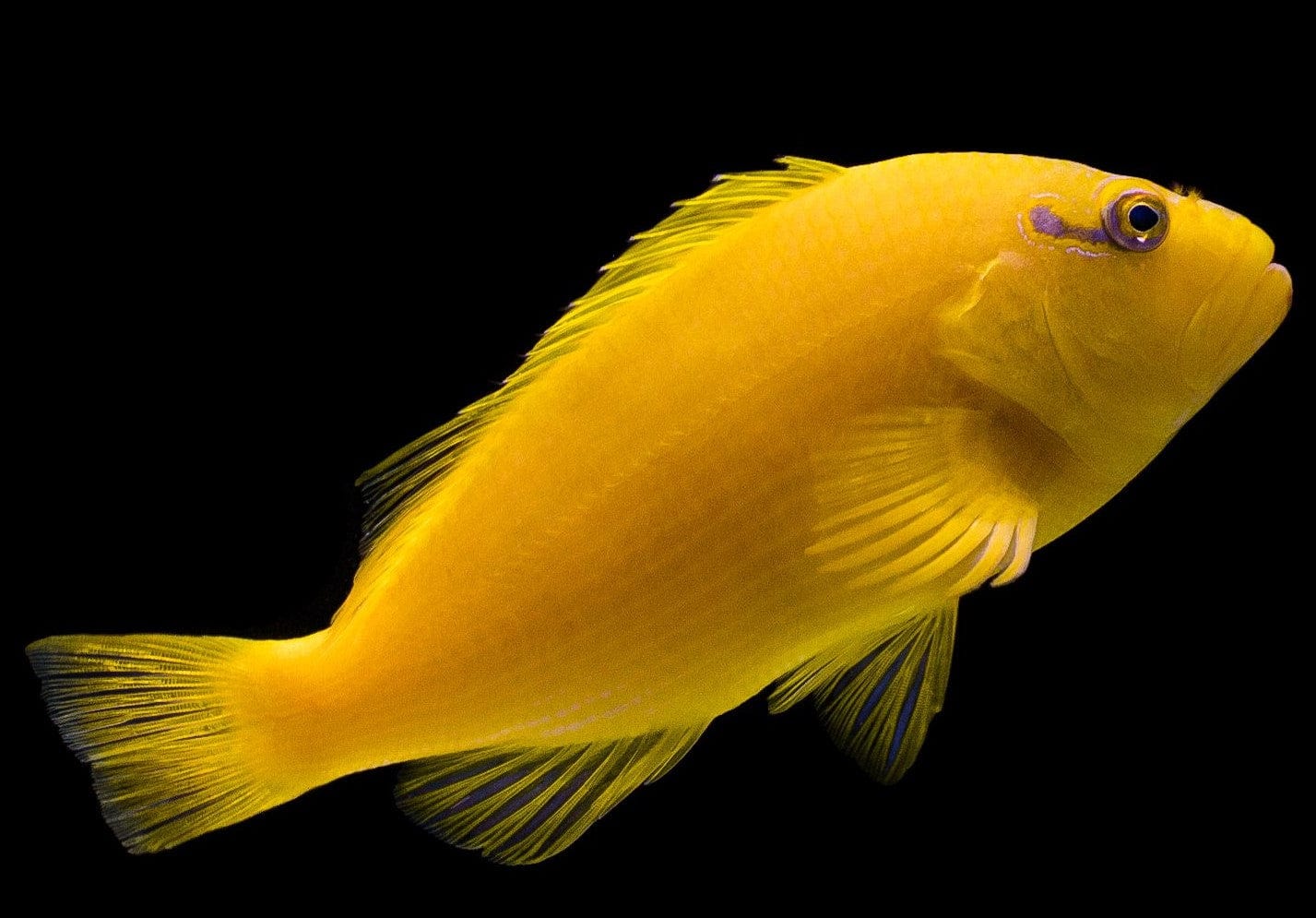 Hawk: Golden; Tahiti