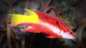 Hogfish: Cuban; Atl.