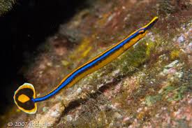 Pipefish: Bluestripe