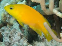 Pseudo: Yellow chromis