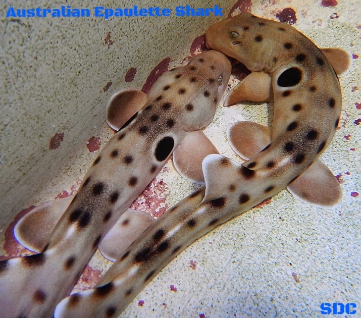 Shark: Epaulette; Aus.