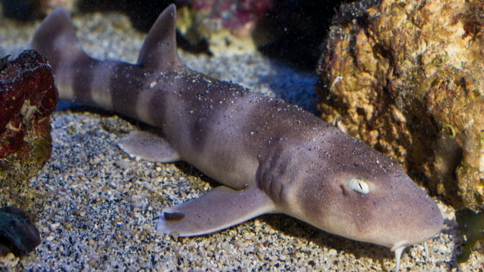 Shark: Grey Bamboo Cat